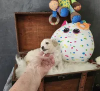 Roy Boy, a male Maltipoo for sale in Calhoun, GA – 3 of 4