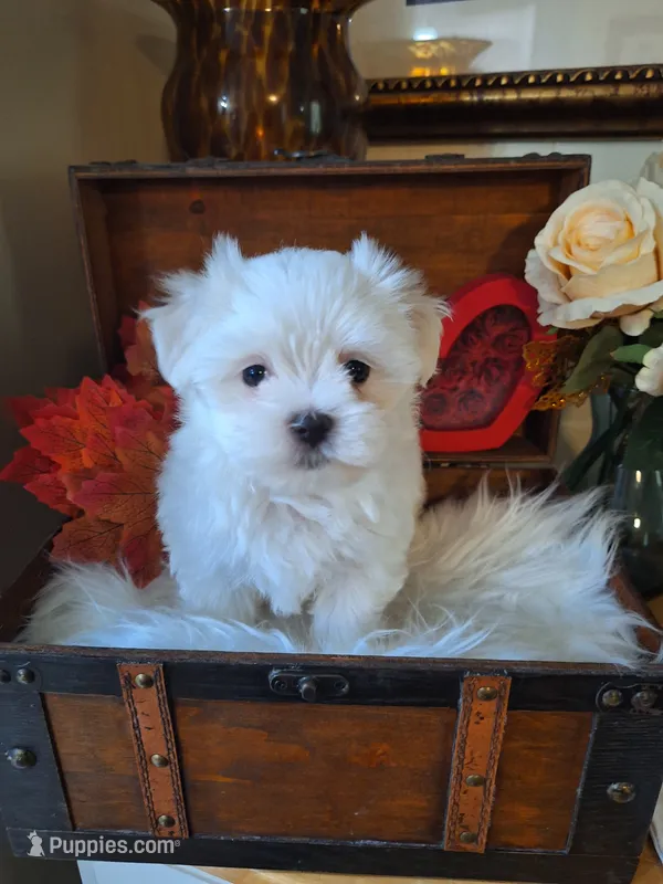 Susie – Maltese puppy for sale in Calhoun, GA