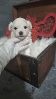 Beau , a male Maltese for sale in Calhoun, GA – 6 of 6