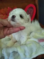Tiffany on hold adopted, a female Maltese for sale in Calhoun, GA – Photo 2 of 7