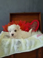 Tiffany on hold adopted, a female Maltese for sale in Calhoun, GA – Photo 6 of 7