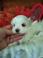 Tiffany on hold adopted, a female Maltese for sale in Calhoun, GA – Photo 7 of 7
