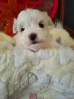 Tiffany on hold adopted, a female Maltese for sale in Calhoun, GA – Photo 4 of 7