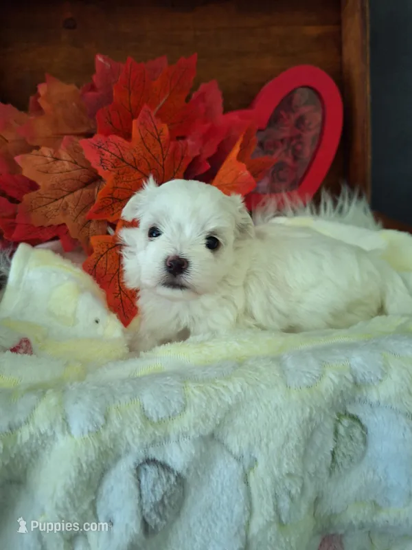 Tiffany on hold adopted, a female Maltese for sale in Calhoun, GA – Photo 1 of 7