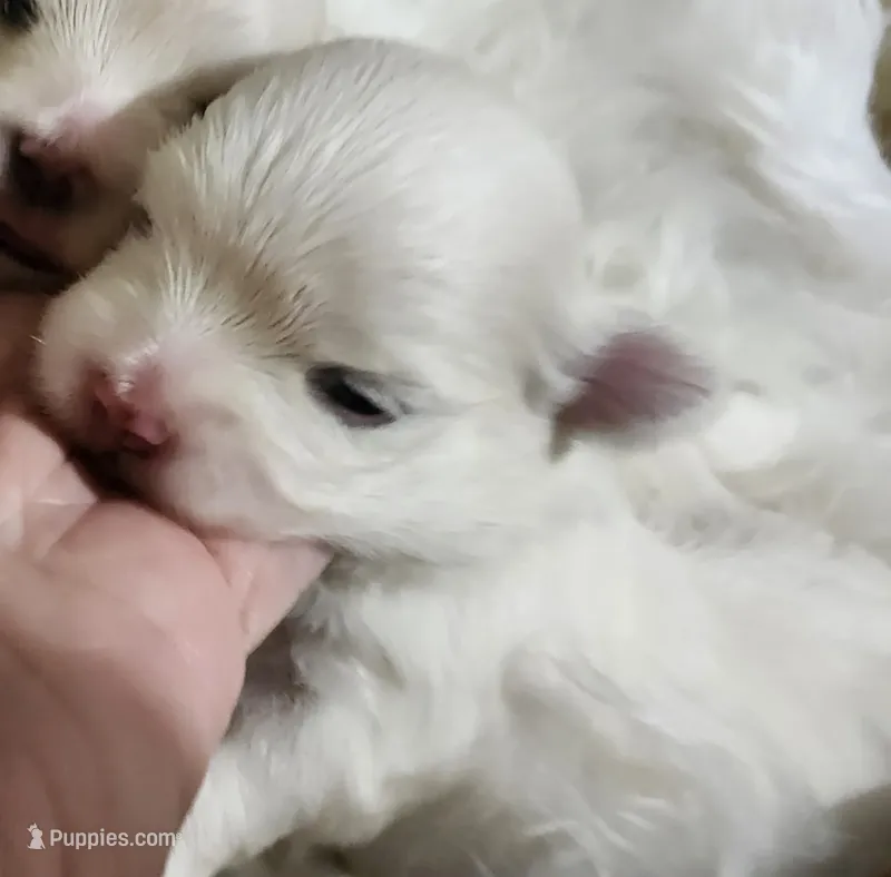 Mason – Maltese puppy for sale in Calhoun, GA