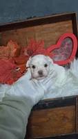 Tiny Timmy, a male Maltese for sale in Calhoun, GA – 3 of 8