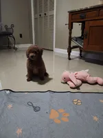 Rusty, a male Maltipoo and Maltese for sale in Calhoun, GA – 4 of 6