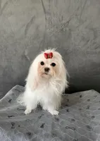 Edee, a female Maltese for sale in Calhoun, GA – Photo 4 of 4