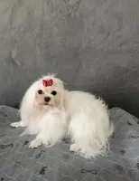 Edee, a female Maltese for sale in Calhoun, GA – Photo 2 of 4