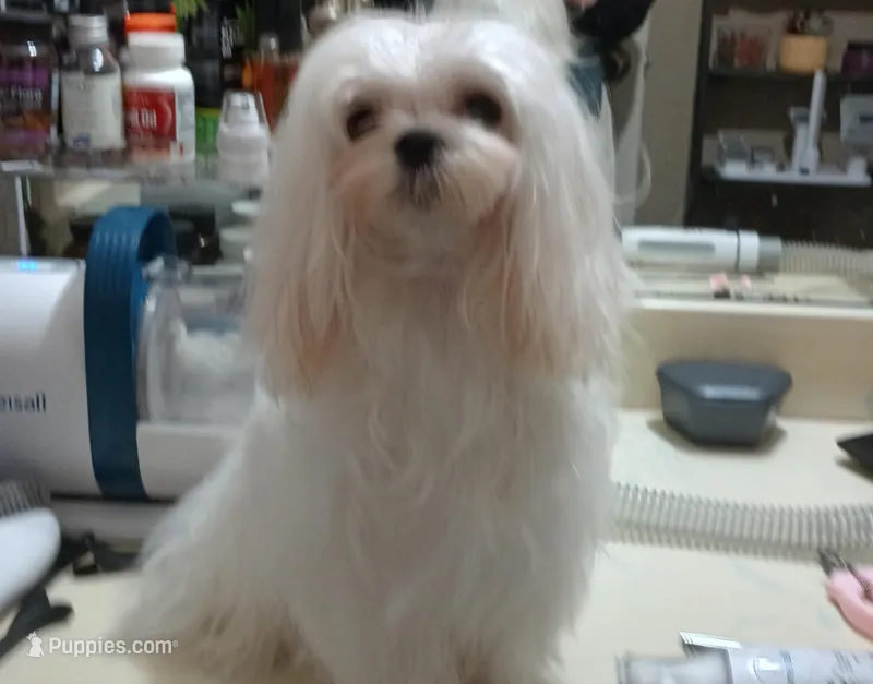 Edee, a female Maltese for sale in Calhoun, GA – Photo 1 of 4