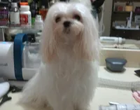 Edee, a female Maltese for sale in Calhoun, GA – Photo 1 of 4