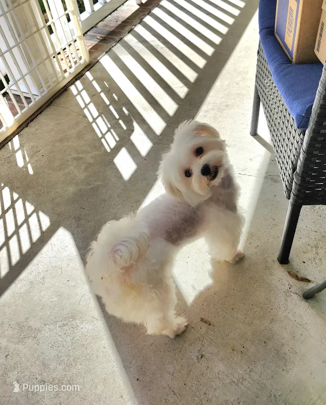 Jazz – Maltese puppy for sale in Calhoun, GA