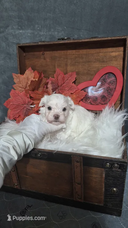 Tiny Timmy – Maltese puppy for sale in Calhoun, GA