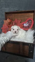 Tiny Timmy, a male Maltese for sale in Calhoun, GA – 1 of 8