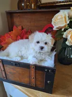 Susie, a female Maltese for sale in Calhoun, GA – 2 of 6