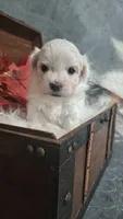 Beau , a male Maltese for sale in Calhoun, GA – 3 of 6
