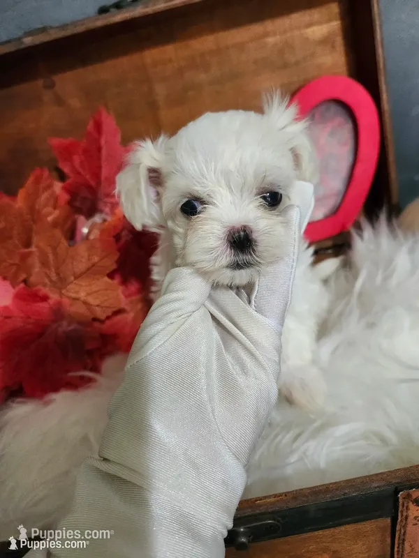 Tiny Jo Jo  – Maltipoo, Maltese puppy for sale in Calhoun, GA