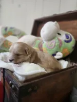 Loki, a male Maltese and Poodle - Miniature  for sale in Calhoun, GA – Photo 3 of 7