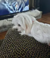 Loki, a male Maltese and Poodle - Miniature  for sale in Calhoun, GA – Photo 7 of 7