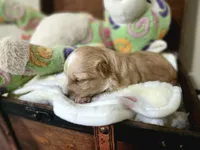 Loki, a male Maltese and Poodle - Miniature  for sale in Calhoun, GA – Photo 4 of 7
