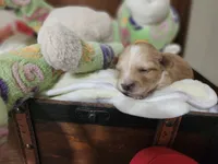 Loki, a male Maltese and Poodle - Miniature  for sale in Calhoun, GA – Photo 5 of 7