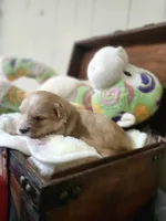 Loki, a male Maltese and Poodle - Miniature  for sale in Calhoun, GA – Photo 1 of 7