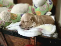 Loki, a male Maltese and Poodle - Miniature  for sale in Calhoun, GA – Photo 2 of 7