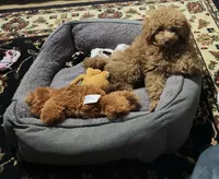 Loki, a male Maltese and Poodle - Miniature  for sale in Calhoun, GA – Photo 6 of 7