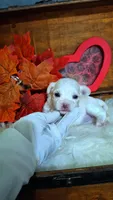 AKC Bradly, a male Maltese for sale in Calhoun, GA – 4 of 4