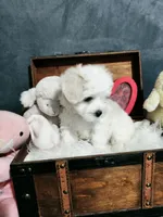 Missie, a female Maltese for sale in Calhoun, GA – 3 of 4