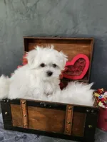 Tiny Christy, a female Maltese for sale in Calhoun, GA – 1 of 5