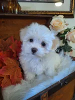 Susie, a female Maltese for sale in Calhoun, GA – 4 of 6