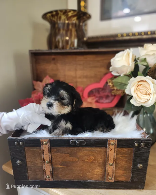 Tiny Tina – Yorkshire Terrier puppy for sale in Calhoun, GA