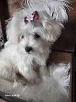 Lana, a female Maltese for sale in Calhoun, GA – Photo 6 of 7