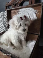 Lana, a female Maltese for sale in Calhoun, GA – Photo 3 of 7