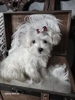 Lana, a female Maltese for sale in Calhoun, GA – Photo 5 of 7