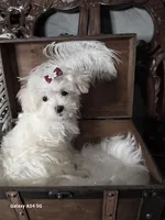 Lana, a female Maltese for sale in Calhoun, GA – Photo 4 of 7