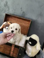Max, a male Maltipoo for sale in Calhoun, GA – 4 of 4