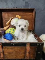 Max, a male Maltipoo for sale in Calhoun, GA – 2 of 4