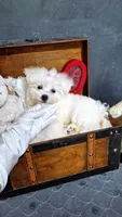 Penny, a female Maltese for sale in Calhoun, GA – 2 of 3