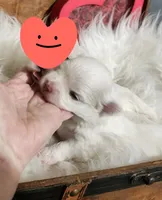 Mason, a male Maltese for sale in Calhoun, GA – 2 of 2
