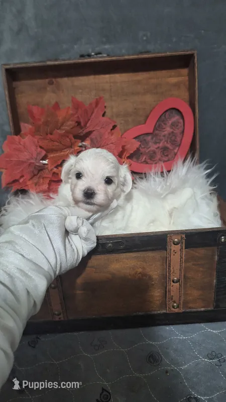 Beau  – Maltese puppy for sale in Calhoun, GA
