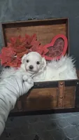 Beau , a male Maltese for sale in Calhoun, GA – 1 of 6