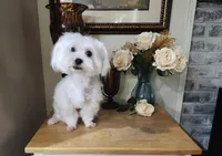 Jazz, a male Maltese for sale in Calhoun, GA – 3 of 4
