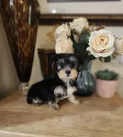 Nina, a female Yorkshire Terrier for sale in Calhoun, GA – 2 of 3