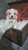 Beau , a male Maltese for sale in Calhoun, GA – 2 of 6