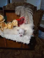 Dallas AKC, a male Maltese for sale in Calhoun, GA – Photo 1 of 6