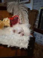 Dallas AKC, a male Maltese for sale in Calhoun, GA – Photo 2 of 6