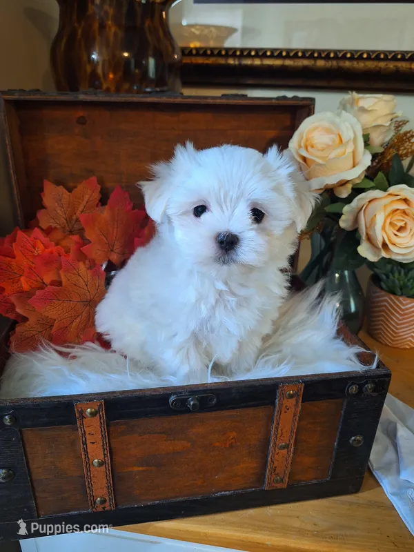 Kiki Dream – Maltese puppy for sale in Calhoun, GA