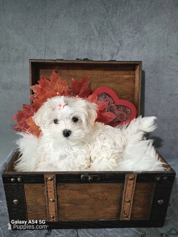 Christel – Maltese puppy for sale in Calhoun, GA